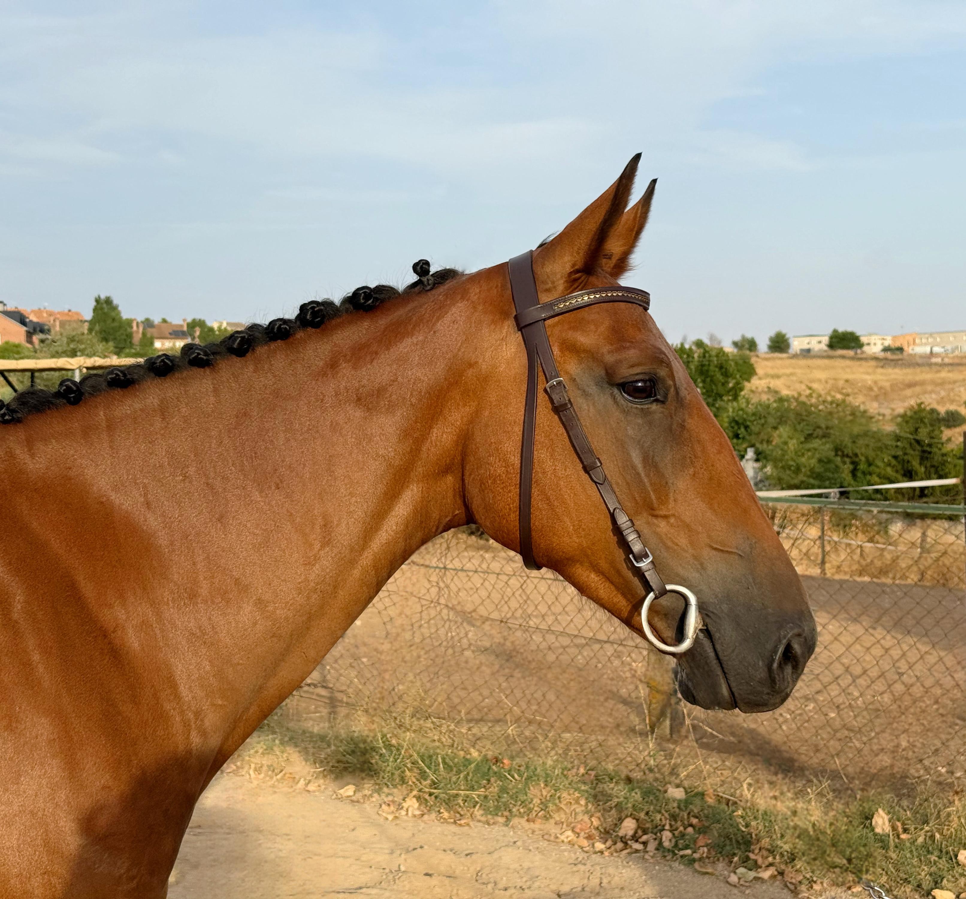 horse